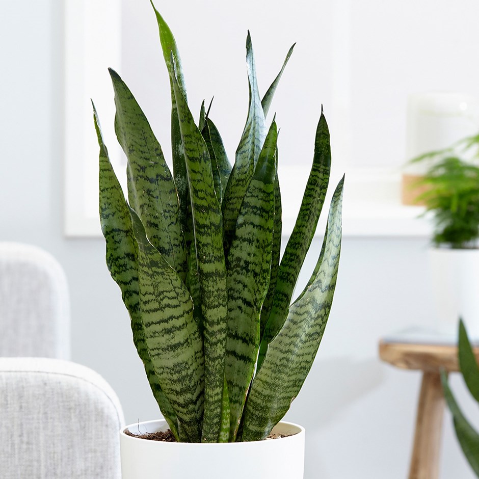 The Best Plants For Your Bathroom | Fontaine