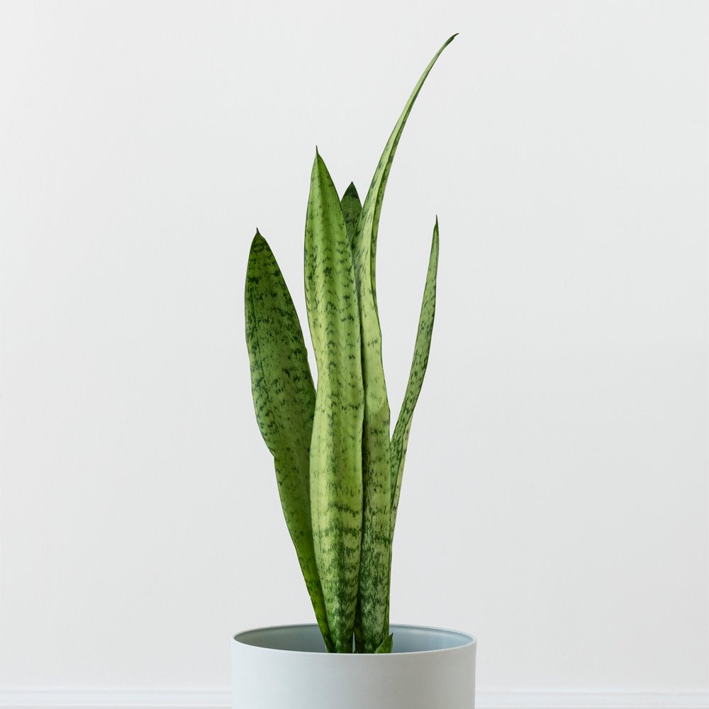 The Best Plants For Your Bathroom | Fontaine